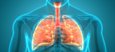 The Human Lung: Anatomy and Physiology