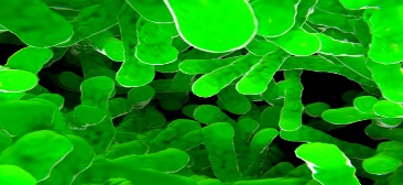 Tuberculosis - Still a Deadly Risk!